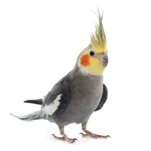 Cockatiel παπαγάλος