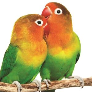 Love bird παπαγαλάκια