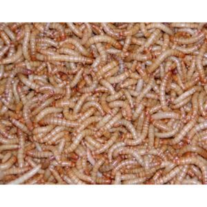 Zωντανά σκουλήκια MINI mealworms (13 18mm) 100gr