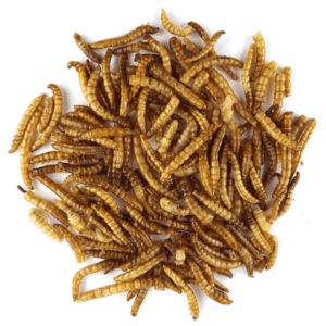 Claus-Mealworm