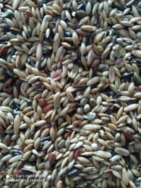 EVIA-PARROTS-SPECIAL-COLOR-1KG