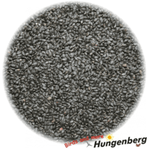 Hungenberg - Σπόρος Βασιλικού - 1kg