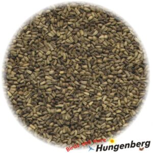 Hungenberg - Zichoriesamen - Κιχώριο - 1kg
