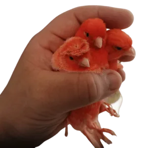 great prices great birds - κόκκινα καναρίνια