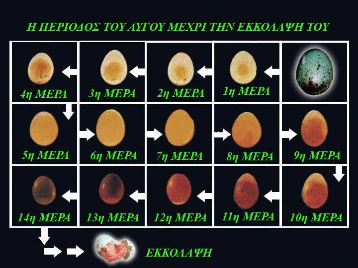 Άρθρο – Αγόρασε προϊόντα online στο Pet Καναρινόκοσμος Στάδια εκκόλαψης αυγού