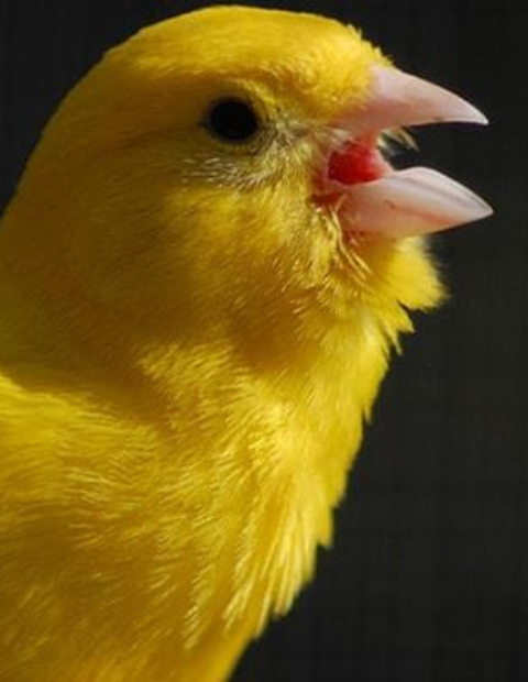 Σελίδα – Αγόρασε προϊόντα online στο Pet Καναρινόκοσμος