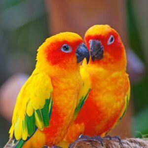 Μείγματα Τροφές Εξωτικών Πτηνών και Παπαγάλων