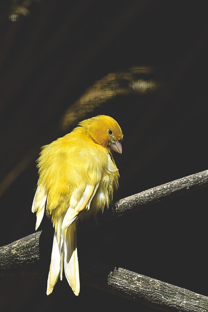 canary, songbird, bird-4296994.jpg