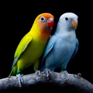 Γενικά συμπληρώματα & Βιταμίνες για Πτηνά