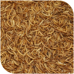 BLATTNER-Dried MEALWORMS 1kg