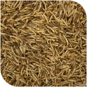 BLATTNER-FLY Larvae dried 1kg