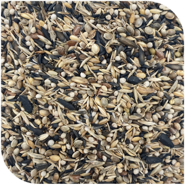 BLATTNER-Goldfinch Major ITALIA 5kg