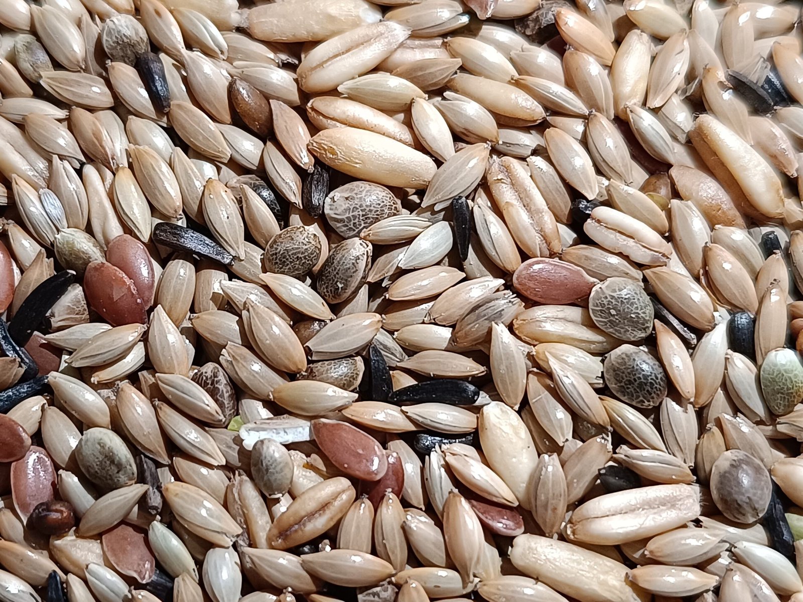 Προϊόν – Αγόρασε προϊόντα online στο Pet Καναρινόκοσμος GREEN & BLUE Canary mix LIPO BREEDER (χωρίς ρούπσεν) 20kg